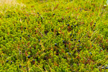 Island - Myvatn