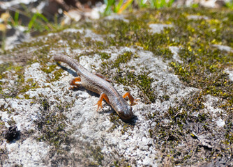 A beautiful brown lizard basks in the sun. Lies on a gray stone