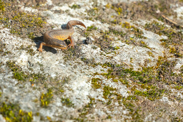 A beautiful brown lizard basks in the sun. Lies on a gray stone