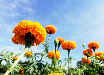 Yellow flower in close up against blue sky