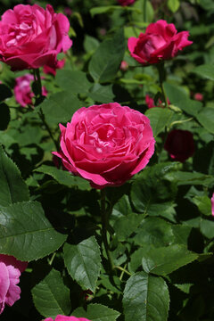 Pink rose (grade Ulrich Brunner Fils, Levet, 1881) in Moscow garden. Buds, inflorescence of flower closeup. Summer nature. Postcard with pink rose. Roses blooming. Pink flowers, rose blossom. Photo