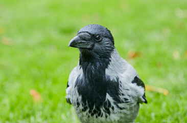 cuervo, ave, de frente