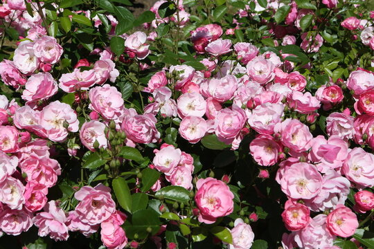 Pink roses (grade Angela (Angelica), R. Kordes, 1984) in Moscow garden. Buds, inflorescence of flower closeup. Summer nature. Postcard with pink rose. Roses blooming. Pink flowers, rose blossom. Photo