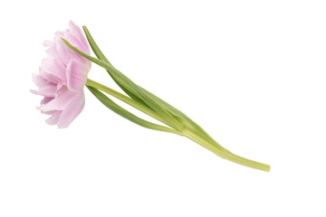 Fototapeta premium Pink tulip flower isolated on white background.