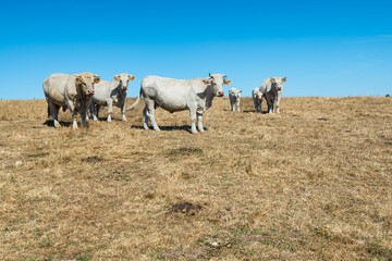 Troupeau de charolais au pré pendant  la canicule. Herbe jaunie par la sécheresse