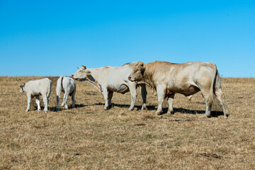 Troupeau de charolais au pré pendant  la canicule. Herbe jaunie par la sécheresse