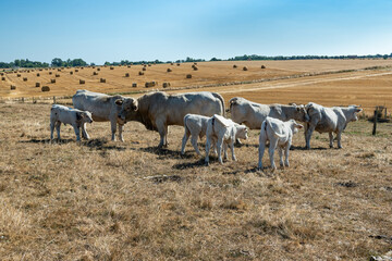 Troupeau de charolais au pré pendant  la canicule. Herbe jaunie par la sécheresse. Ballots de paille au lointain