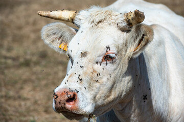 Oeil de vache charolaise infesté par des mouches