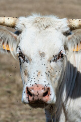 Oeil de vache charolaise infesté par des mouches