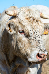 Oeil de boeuf charolais infesté par des mouches