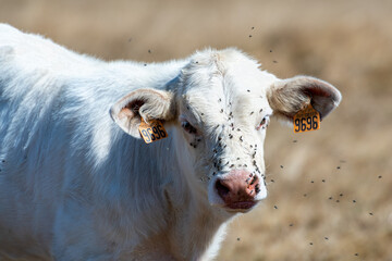 Obraz premium Veau charolais infesté par des mouches