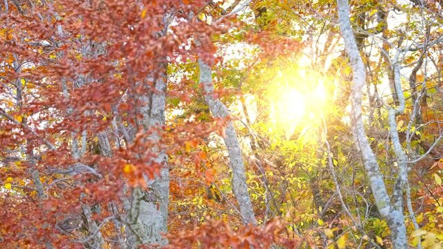 Beautiful view of yellow or red maple leaves blowing in wind in a forest at sunset in autumn or fall, Daisen Mountain in Tottori Prefecture in Japan, Nature or travel background	