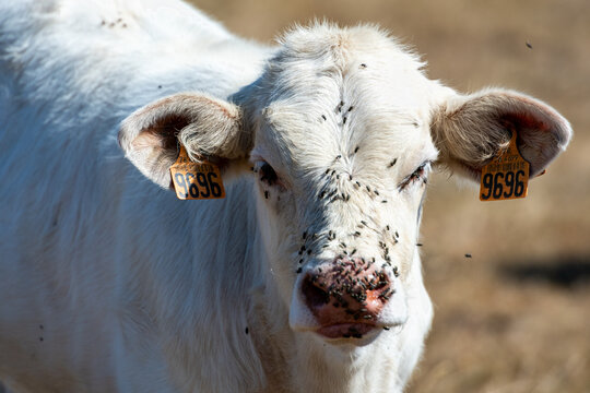 Veau charolais infest&eacute; par des mouches