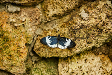 Mariposa, mariposas, variedad, naturaleza, belleza, lindo, beldad, simbolismo, crias, larva, mariposario