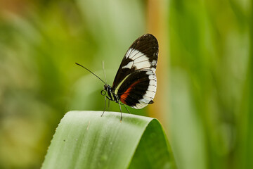 Mariposa, mariposas, variedad, naturaleza, belleza, lindo, beldad, simbolismo, crias, larva, mariposario