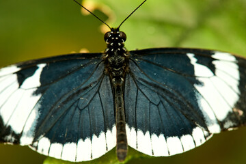 Mariposa, mariposas, variedad, naturaleza, belleza, lindo, beldad, simbolismo, crias, larva,...