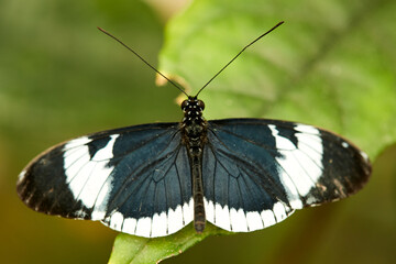 Mariposa, mariposas, variedad, naturaleza, belleza, lindo, beldad, simbolismo, crias, larva,...