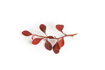 Branch of barberries isolated on white background. Red branch, clipping path.