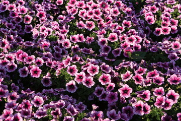 Pink, purple flowers of surfinia (ampelous petunia). Summer flowers. Floral postcard with pink surfinia. Garden, seasonal gardening. Purple surfinia blossom. Pink bloom of surfinia