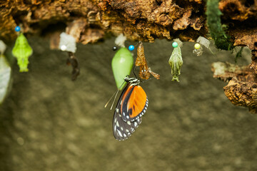 Mariposa, mariposas, variedad, naturaleza, belleza, lindo, beldad, simbolismo, crias, larva,...