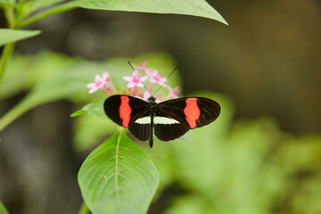 Mariposa, mariposas, variedad, naturaleza, belleza, lindo, beldad, simbolismo, crias, larva,...