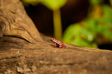Rana, sapo, color, tropical, naturaleza, animal, fauna
