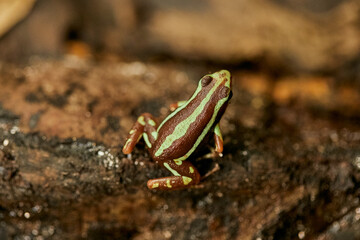 Rana, sapo, color, tropical, naturaleza, animal, fauna