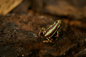 Rana, sapo, color, tropical, naturaleza, animal, fauna