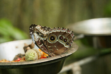 Mariposa, mariposas, variedad, naturaleza, belleza, lindo, beldad, simbolismo