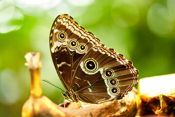 Mariposa, mariposas, variedad, naturaleza, belleza, lindo, beldad, simbolismo, crias, larva,...