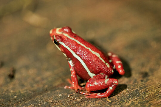 Rana, sapo, color, tropical, naturaleza, animal, fauna