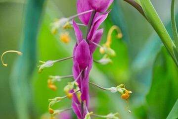 lila, morado, amarillo, flor, fruto, planta