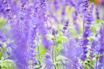 Fototapeta premium lavanda, planta, aroma, lila