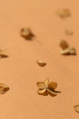 Dried autumn small hydrangea flowers on the beige background close up macro. 