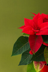 Beautiful Christmas flower Poinsettia in a red clay pot close-up on a green background