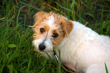 dog jack russell terrier head, near the grass, looking at the camera