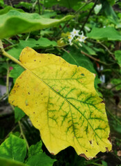 Old,yellow leaf hanging on the tree in close up