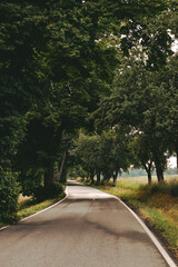 road in the forest