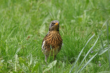 song thrush standing in green grass