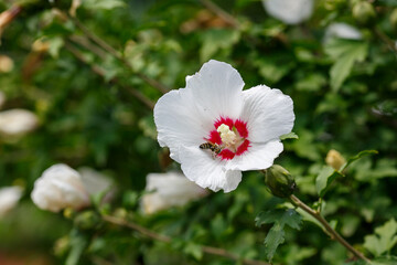 Bee on white flowers of Hibiscus ( lat. Hibiscus ) close up
