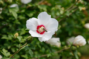 Bee on flowers of Hibiscus ( lat. Hibiscus ) close up