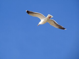 Mouette 