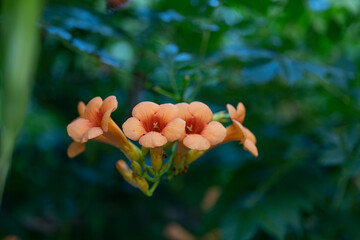 Orange trumpet flower. Latin name Campsis Tagliabuana "Madam Galen".  Climbing plant, often used as a screen in the garden, as a facade planting. Very popular with bees and insects. © Westlight
