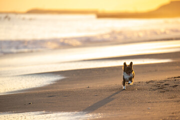夕方の海を散歩するチワックスの犬