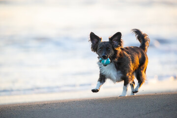 夕方の海を散歩するチワックスの犬