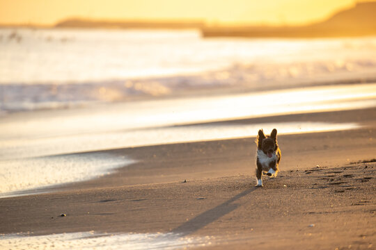 夕方の海を散歩するチワックスの犬