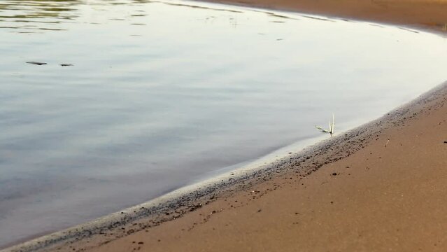 Sandy river bank. Small waves are coming. Medium plan. The Pripyat River in southern Belarus.