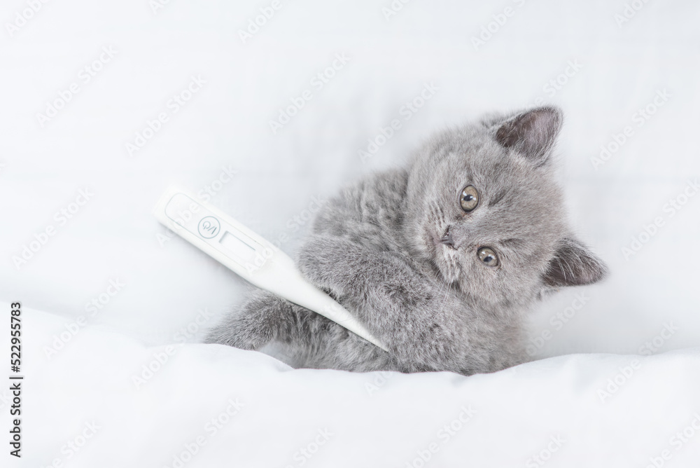 Poster funny sick tiny kitten with thermometer looks from under white warm blanket. top down view