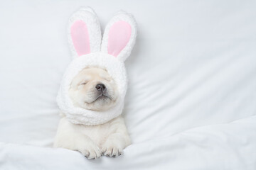 Funny Golden retriever puppy wearing easter rabbits ears sleeps  on a bed under warm white blanket at home. Empty space for text