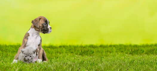German boxer puppy hugs kitten on green summer grass and looks away on empty space